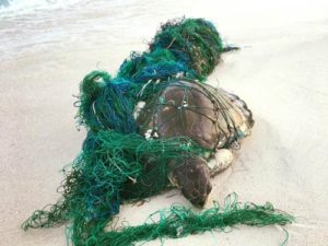 Coco, an olive ridley turtle, washed up on the beach entangled in ghost gear