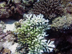 Bleaching coral, Maldives 2014. Photo