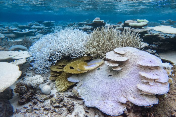 Coral Bleaching in Laamu Atoll, Maldives. Image.