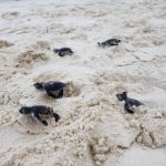 Daytime green turtle hatchlings Coco Palm Dhuni Maldives