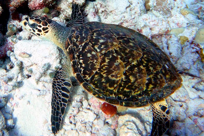 Hawksbill turtle with a beautiful shell, Maldives. Image