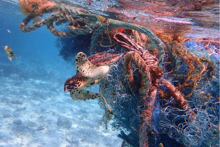 Hawksbill entangled in Ghost Net_Laura Whiteley Hawksbill turtle entangled in ghost net in North Malé Atoll, Maldives. Image.