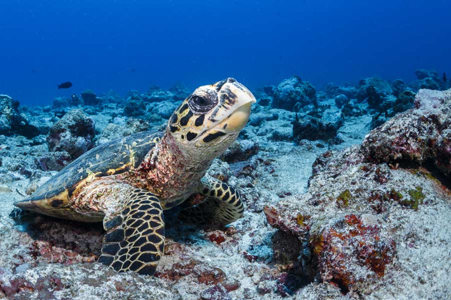 hawksbill sea turtle habitat