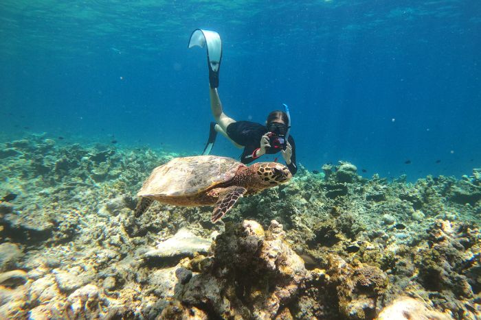 Sea Turtle Biologist Olivia collecting sea turtle Photo-ID for Research. Image.