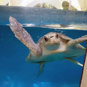 Turtle patient Polina fully recovered and ready for release Maldives