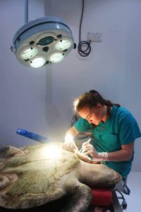 Turtle vet Dr Claire performs surgery on turtle patitnet Daisy