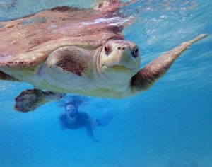 Sea turtle vet Claire swimming with turtle patient Penny in the sea