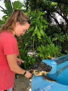 Dr Claire giving turtle patient Dhooni an injection ORP Rescue Centre Maldives