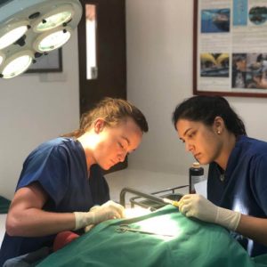 Turtle Vets Claire and Claire performing surgery on turtle patient Chouchou Maldives