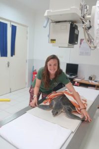 Turtle patient Chanel getting an x-ray Maldives