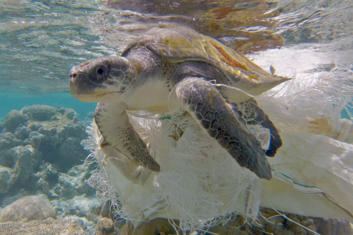 Olive ridley turtle trapped in a burlap bag, Maldives. Image.