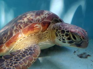 Green turtle Kamana at the ORP turtle rescue centre Maldives