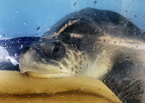 Boat strike victim olive rildey turtle Lulu, Maldives. Photo