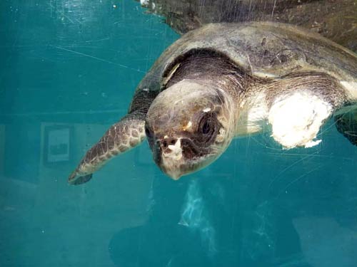 Olive ridley turtle patient Daniella ORP Rescue Centre Maldives