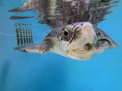 Turtle patient Daniella at Olive Ridley Project Turtle Rescue Centre Maldives