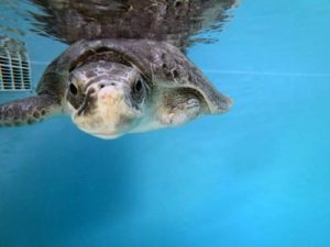 Turtle patient Daniella at Olive Ridley Project Turtle Rescue Centre Maldives