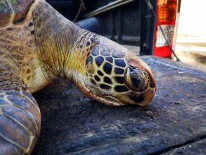 Green turtle found stranded on Diani Beach Kenya January 2019 