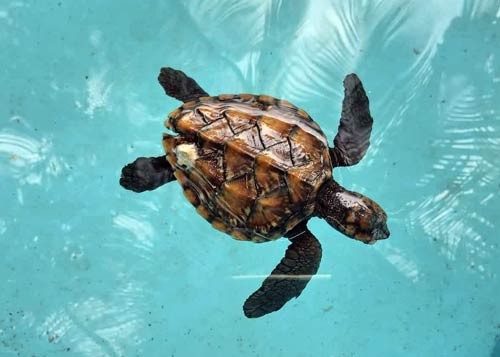 Baby hawksbill turtle Lisle at the ORP Turtle Rescue Centre Maldives