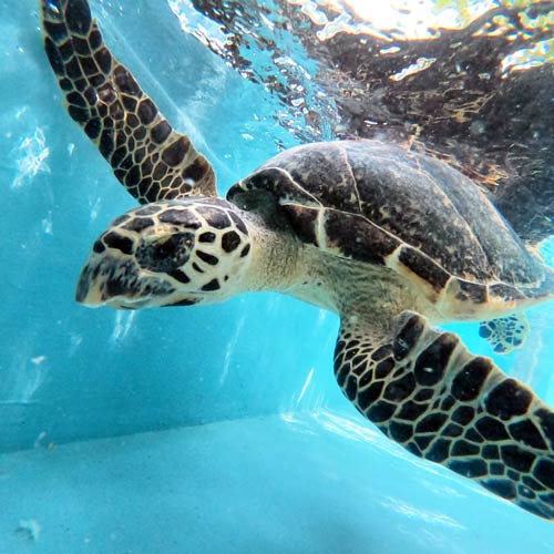 Juvenile hawksbill turtle patient Cocoa at the ORP Turtle Rescue Centre Maldives