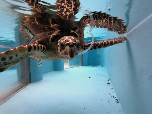 Turtle patient Cocoa recovering in her tank at Olive Ridley Project Turtle Rescue Centre Maldives