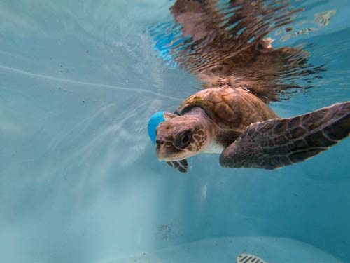 Turtle patient Eve in her tank at Olive Ridley Project Turtle Rescue Centre Maldives