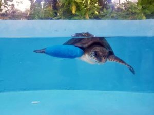 Turtle patient Eve a juvenile olive ridley turtle Maldives