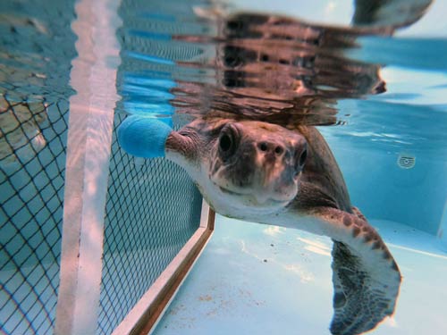 Turtle patient Eve in her tank at Olive Ridley Project Turtle Rescue Centre Maldives