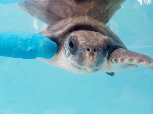 Juvenile olive ridley turtle patient Eve at the ORP Turtle Rescue Centre, Maldives