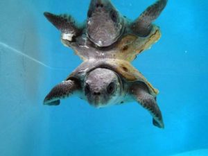 Turtle patient Nessy at the Olive Ridley Project Turtle Rescue Centre Maldives