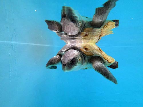 Turtle patient Nessy at the Olive Ridley Project Turtle Rescue Centre Maldives