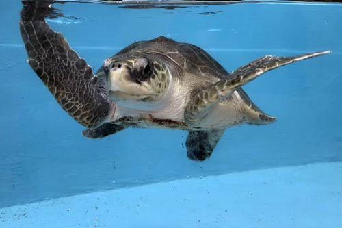 Ghost gear victim Eve, an olive ridley turtle.