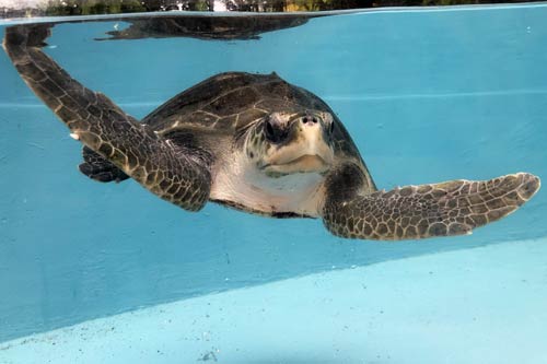 Ghost gear victim Eve, an olive ridley turtle.