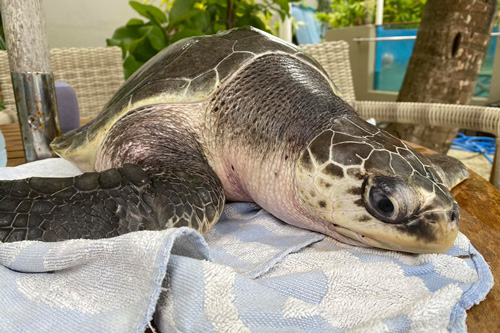 Spa day for turtle patient Eve. Image