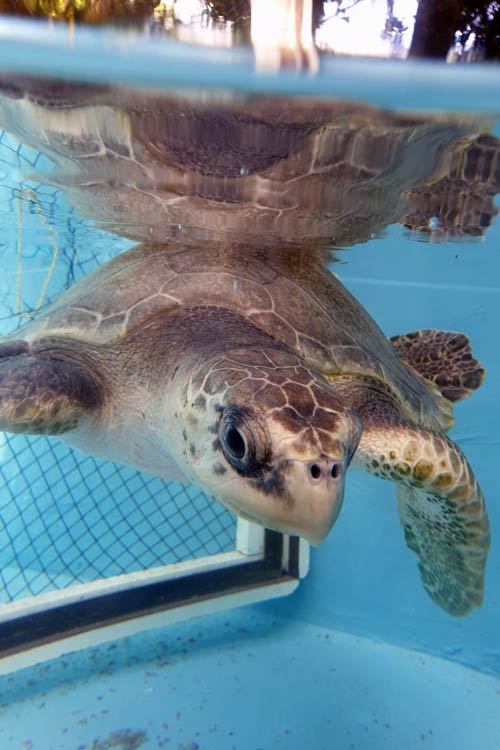 Turtle patient Eve after 7 months at the ORP Turtle Rescue Centre Maldives