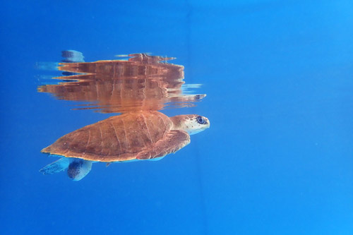 Olive ridley turtle patient Eve in the tank at ORP Turtle Rehab Centre, Maldives