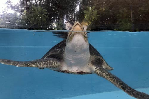 Ghost gear victim Eve, an olive ridley turtle.