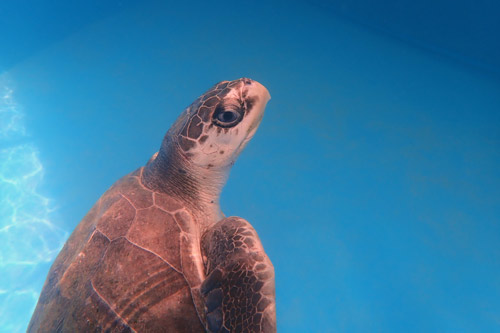 Olive ridley turtle patient Eve in the tank at ORP Turtle Rehab Centre, Maldives