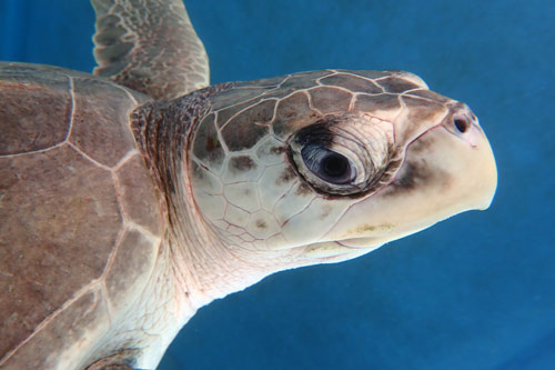 Turtle patient Eve, olive ridley, ORP Turtle Rehab Centre, image