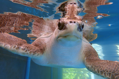 Turtle patient Eve at ORP Turtle Rehabilitation Centre, One & Only Reethi Rah, Maldives