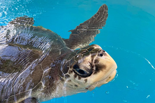 Turtle patient Eve coming up for a breath. Image.