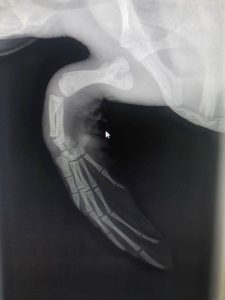 X-ray of turtle patient Eve's damaged flipper