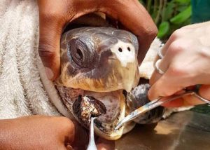 Olive ridley turtle Lakmon a ghost net victim Maldives