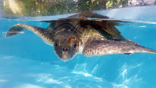 Olive ridley turtle Boston, ghost net victim Maldives