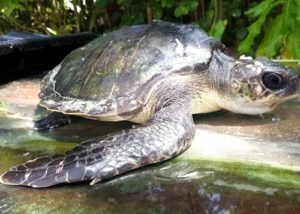 Olive ridley ghost net victim Happy Feet at the Olive Ridley Project Turtel Rescue Centre Maldives