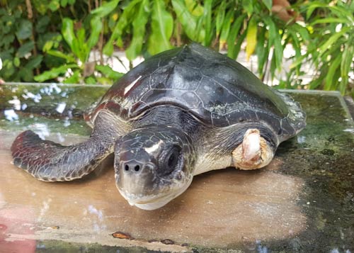 Olive ridley ghost net victim Happy Feet missing a flipper Maldives