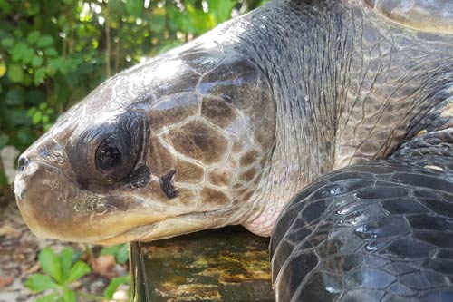 Olive ridley turtle Calypso left side