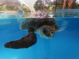 Baby olive ridley turtle patient Artemis ORP Marine turtle rescue centre Maldives