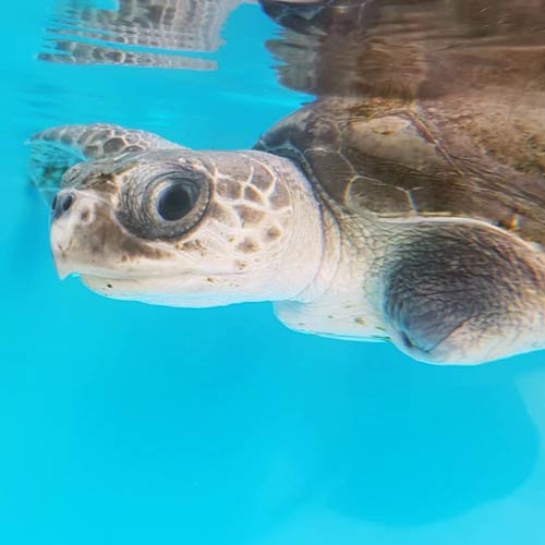 Baby olive ridley turtle Artemis in the tank at the Rescue Centre