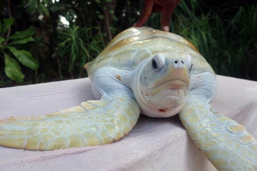 Cloud a green turtle with Leucism Maldives