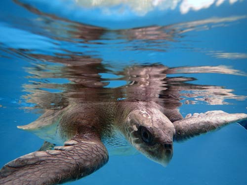 Olive ridley turtle ghost net victm Jamie ORP Marine Turtle Rescue Centre Maldives